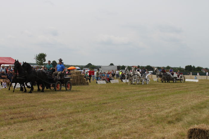 IMG_8975 - EXPO CAI RUSENI 2016 SATU MARE