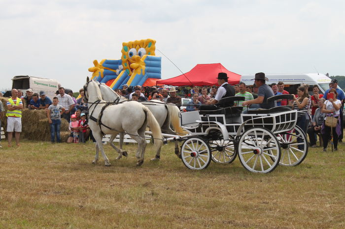 IMG_8976 - EXPO CAI RUSENI 2016 SATU MARE