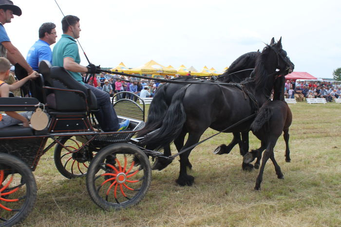IMG_8978 - EXPO CAI RUSENI 2016 SATU MARE