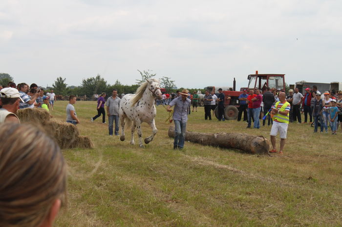 IMG_8979 - EXPO CAI RUSENI 2016 SATU MARE