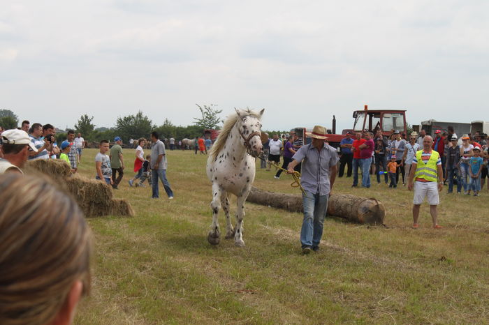 IMG_8980 - EXPO CAI RUSENI 2016 SATU MARE