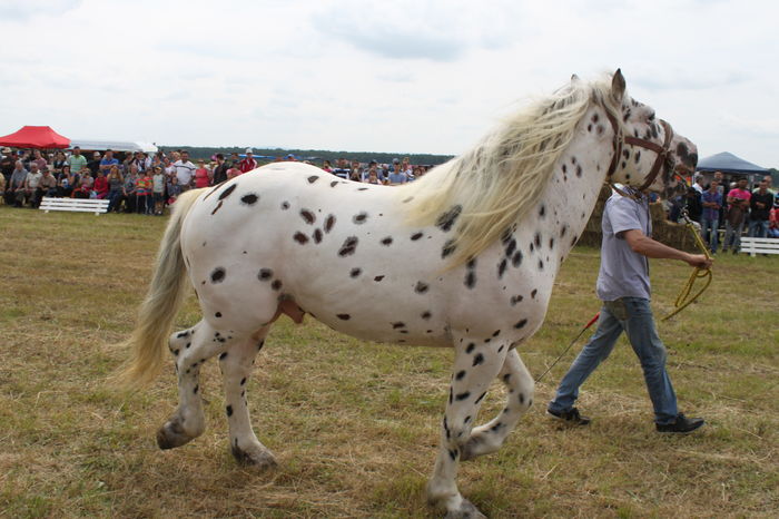 IMG_8982 - EXPO CAI RUSENI 2016 SATU MARE