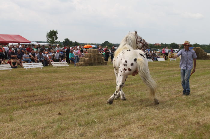 IMG_8984 - EXPO CAI RUSENI 2016 SATU MARE