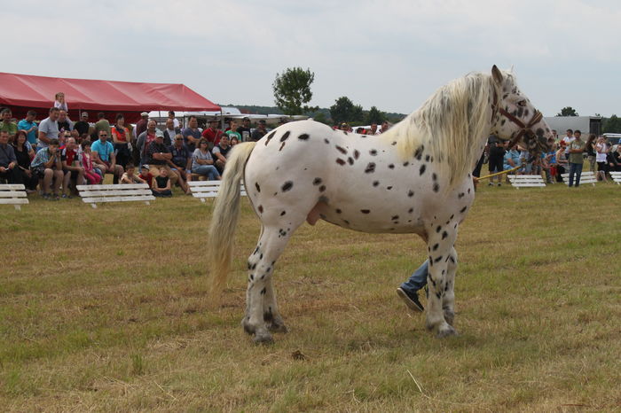 IMG_8985 - EXPO CAI RUSENI 2016 SATU MARE