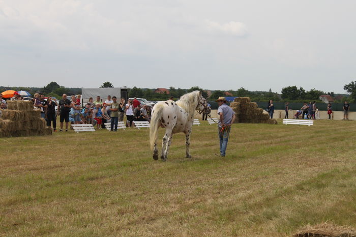 IMG_8987 - EXPO CAI RUSENI 2016 SATU MARE