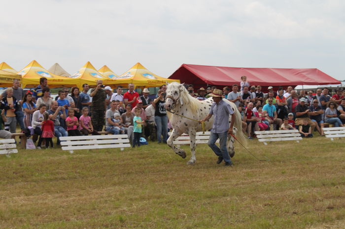 IMG_8988 - EXPO CAI RUSENI 2016 SATU MARE