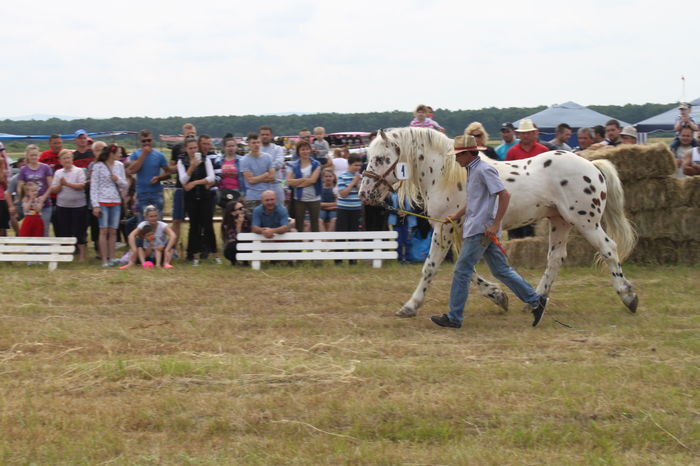 IMG_8989 - EXPO CAI RUSENI 2016 SATU MARE