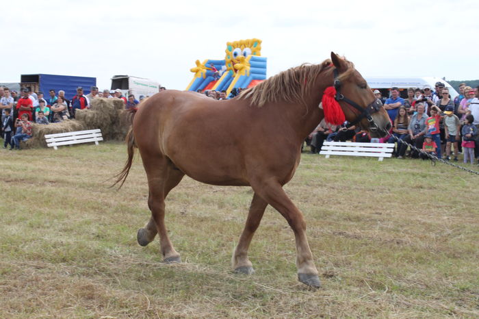 IMG_8991 - EXPO CAI RUSENI 2016 SATU MARE
