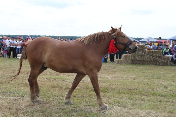 IMG_8992 - EXPO CAI RUSENI 2016 SATU MARE