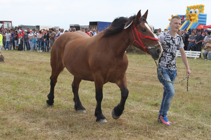 IMG_8997 - EXPO CAI RUSENI 2016 SATU MARE