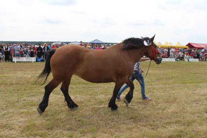 IMG_8998 - EXPO CAI RUSENI 2016 SATU MARE