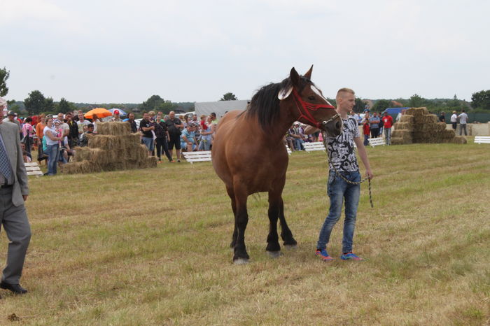 IMG_9000 - EXPO CAI RUSENI 2016 SATU MARE