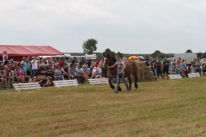 IMG_9001 - EXPO CAI RUSENI 2016 SATU MARE