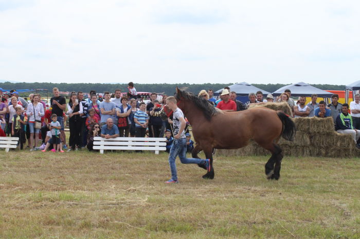 IMG_9002 - EXPO CAI RUSENI 2016 SATU MARE