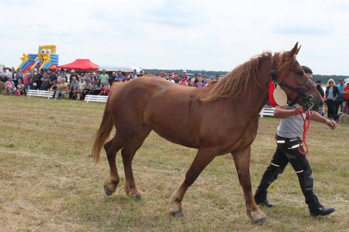 IMG_9003 - EXPO CAI RUSENI 2016 SATU MARE