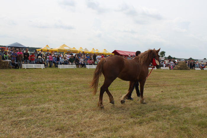 IMG_9004 - EXPO CAI RUSENI 2016 SATU MARE