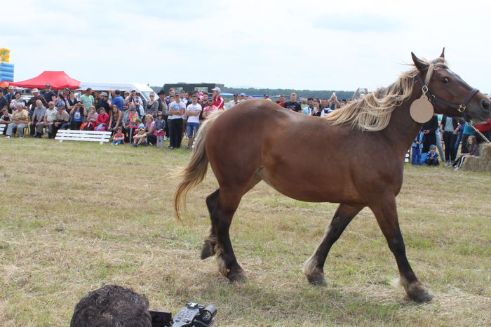IMG_9009 - EXPO CAI RUSENI 2016 SATU MARE