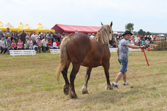 IMG_9010 - EXPO CAI RUSENI 2016 SATU MARE