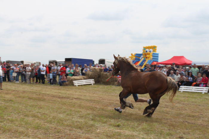 IMG_9013 - EXPO CAI RUSENI 2016 SATU MARE