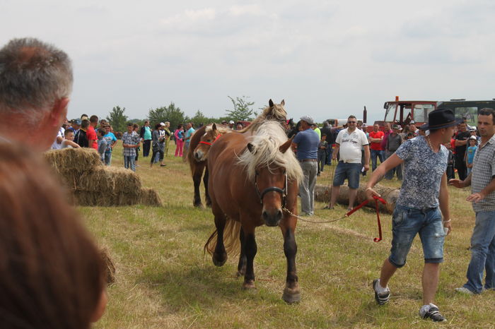 IMG_9014 - EXPO CAI RUSENI 2016 SATU MARE