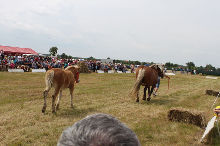 IMG_9017 - EXPO CAI RUSENI 2016 SATU MARE