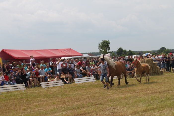 IMG_9019 - EXPO CAI RUSENI 2016 SATU MARE