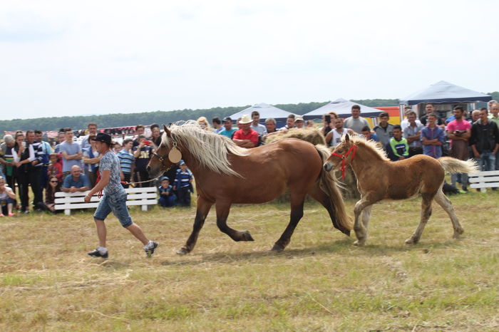 IMG_9020 - EXPO CAI RUSENI 2016 SATU MARE