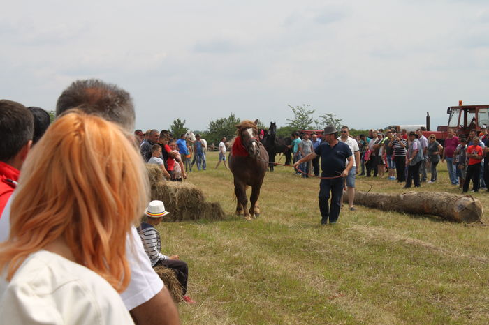 IMG_9022 - EXPO CAI RUSENI 2016 SATU MARE
