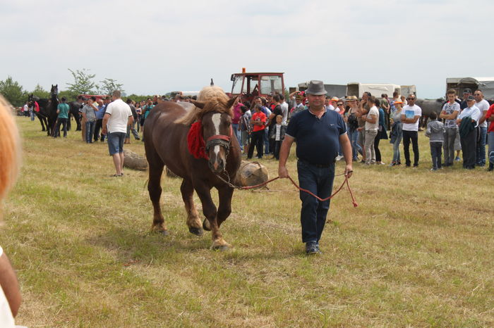 IMG_9023 - EXPO CAI RUSENI 2016 SATU MARE