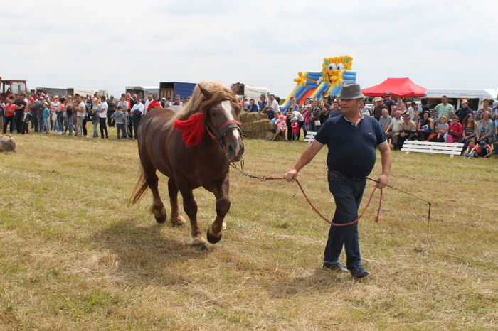 IMG_9024 - EXPO CAI RUSENI 2016 SATU MARE