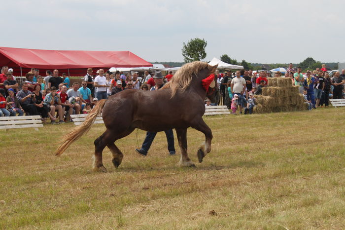 IMG_9027 - EXPO CAI RUSENI 2016 SATU MARE