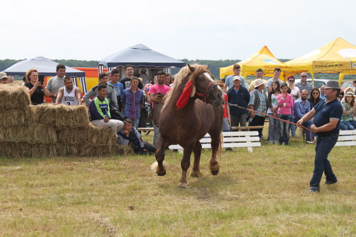 IMG_9029 - EXPO CAI RUSENI 2016 SATU MARE