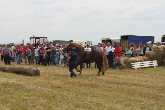 IMG_9030 - EXPO CAI RUSENI 2016 SATU MARE