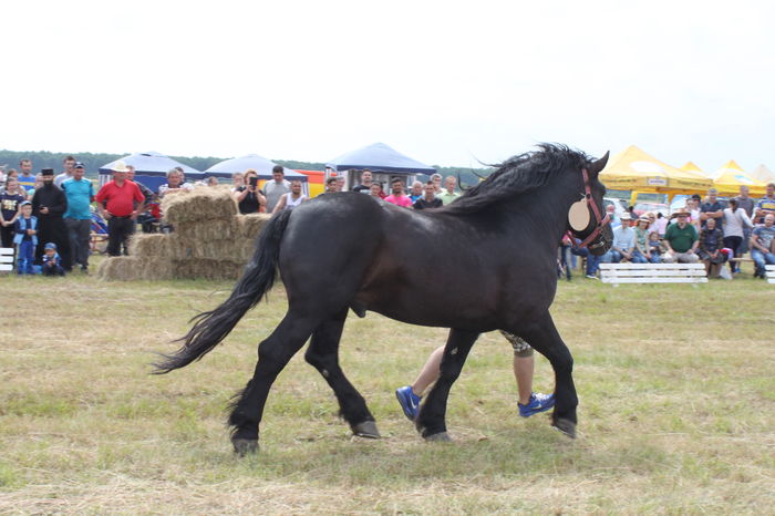 IMG_9032 - EXPO CAI RUSENI 2016 SATU MARE
