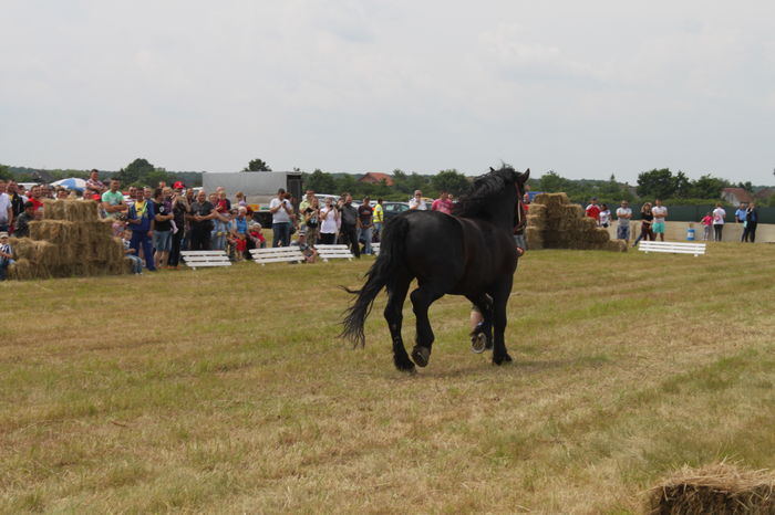IMG_9034 - EXPO CAI RUSENI 2016 SATU MARE