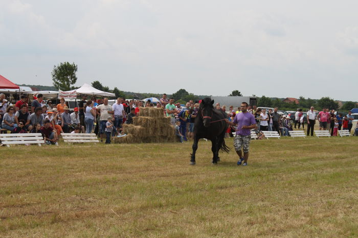 IMG_9035 - EXPO CAI RUSENI 2016 SATU MARE