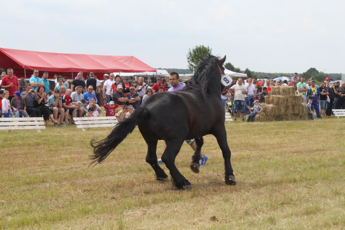 IMG_9036 - EXPO CAI RUSENI 2016 SATU MARE