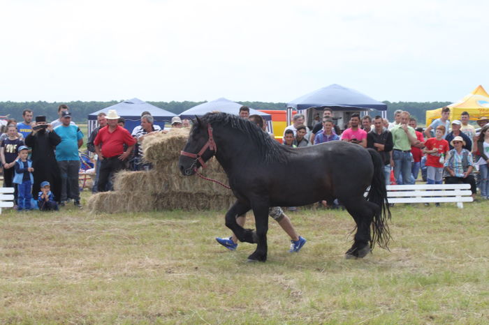 IMG_9037 - EXPO CAI RUSENI 2016 SATU MARE