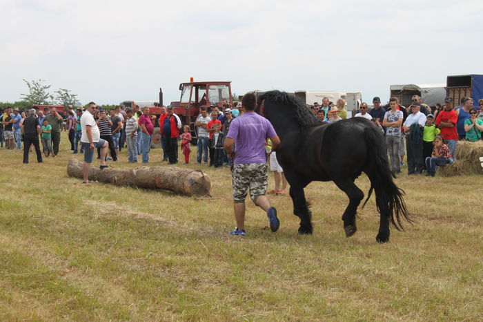 IMG_9038 - EXPO CAI RUSENI 2016 SATU MARE