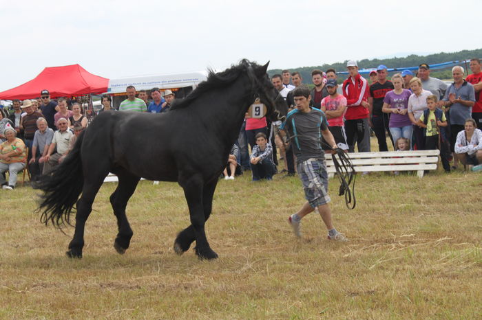 IMG_9039 - EXPO CAI RUSENI 2016 SATU MARE