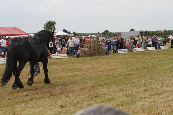 IMG_9040 - EXPO CAI RUSENI 2016 SATU MARE