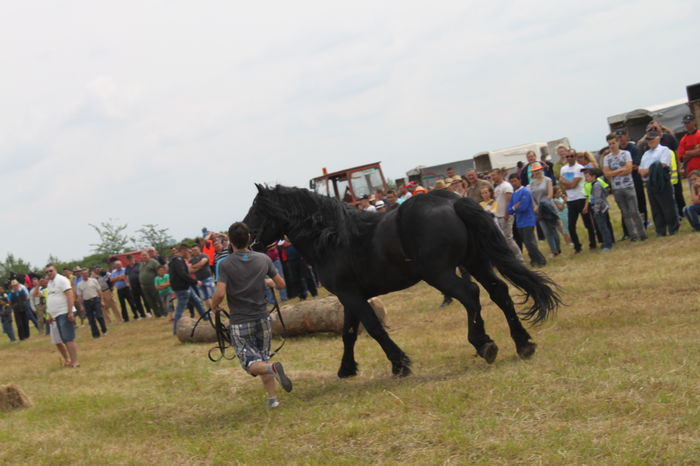 IMG_9041 - EXPO CAI RUSENI 2016 SATU MARE
