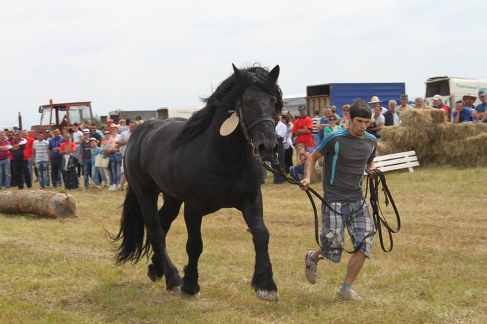 IMG_9042 - EXPO CAI RUSENI 2016 SATU MARE