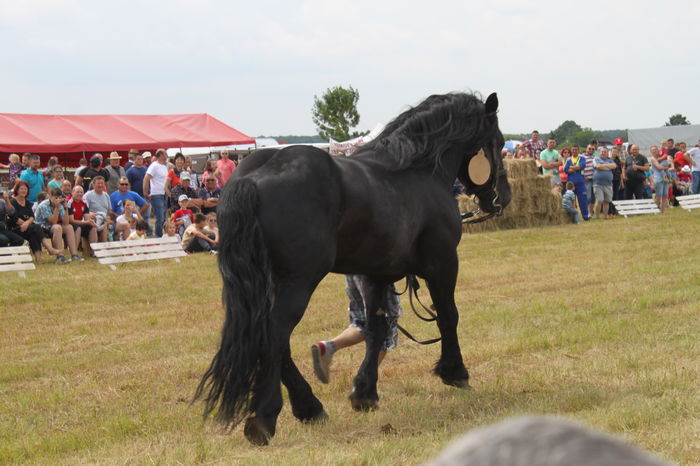IMG_9043 - EXPO CAI RUSENI 2016 SATU MARE