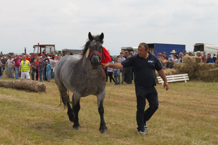 IMG_9046 - EXPO CAI RUSENI 2016 SATU MARE