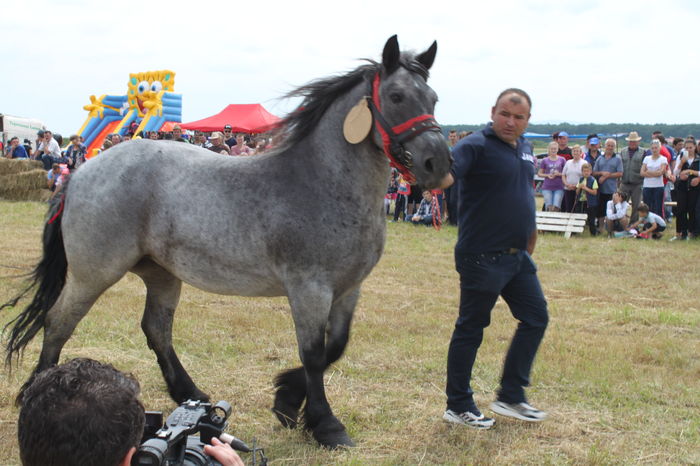 IMG_9047 - EXPO CAI RUSENI 2016 SATU MARE