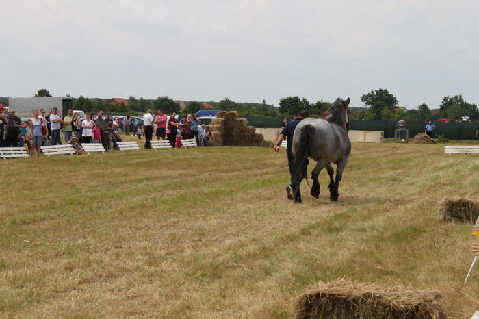 IMG_9049 - EXPO CAI RUSENI 2016 SATU MARE