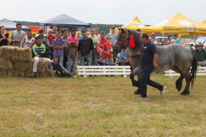 IMG_9050 - EXPO CAI RUSENI 2016 SATU MARE