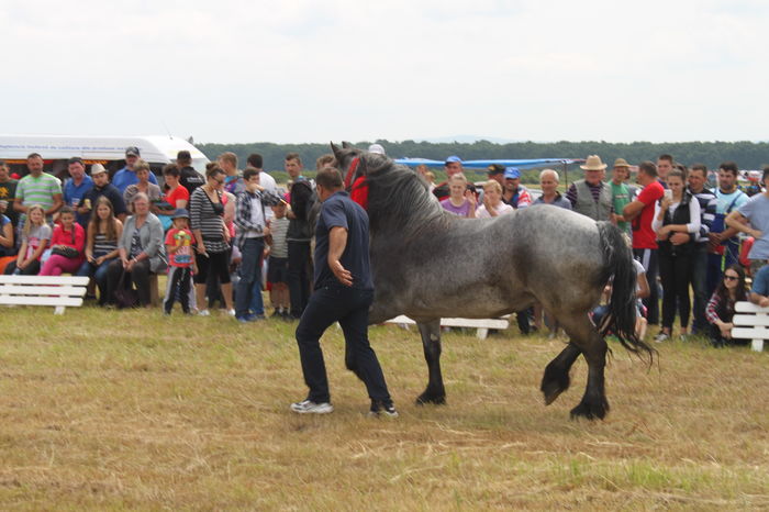 IMG_9051 - EXPO CAI RUSENI 2016 SATU MARE