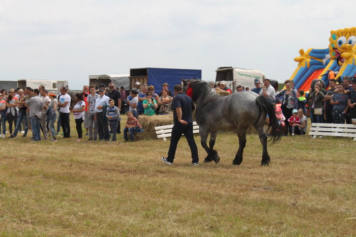 IMG_9052 - EXPO CAI RUSENI 2016 SATU MARE